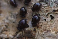 Allacma fusca 197543046 by Michel Langeveld. Used under a CC BY-SA 4.0 license.