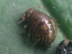 Allacma fusca 200561676 by Michel Langeveld. Used under a CC BY-SA 4.0 license.