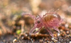 Allacma fusca juvenile by Andy Murray. Used under a CC BY-SA 2.0 license.