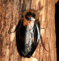 Blaberus craniifer 0002 L.D by Acrocynus. Used under a CC BY-SA 3.0 license.