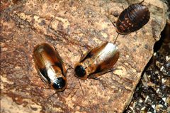 Blaberus discoidalis 0006 L.D by Acrocynus. Used under a CC BY-SA 3.0 license.