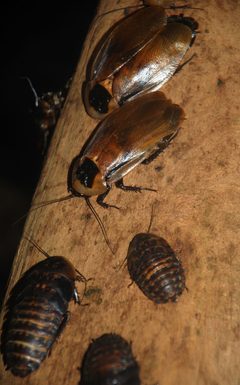Washington DC Zoo - Blaberus discoidalis 1 by Jarek Tuszyński. Used under a CC BY-SA 3.0 license.