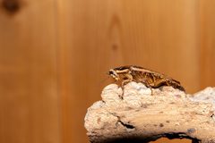 2021 04 02 0456 Nauphoeta cinerea by Jon Glittenberg. Used under a CC BY-SA 4.0 license.
