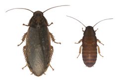 Nauphoeta cinerea female and male by Ypna. Used under a CC BY-SA 4.0 license.