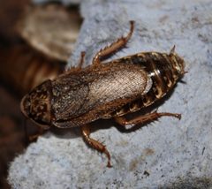 Nauphoeta cinerea raised in captivity by Ed Baker. Used under a CC BY-SA 3.0 license.