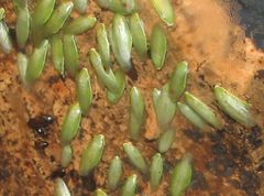 Green-leaf Cockroach by Ltshears. Used under a Public domain license.