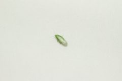 Panchlora nivea by Drigomf. Used under a CC BY-SA 4.0 license.