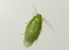 Panchlora nivea 225163125 by Francisco Farriols Sarabia. Used under a CC BY 4.0 license.