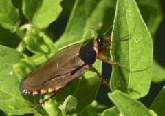 Pycnoscelus surinamensis11 by Steve Kerr. Used under a CC BY 4.0 license.