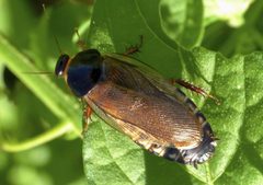 Pycnoscelus surinamensis12 by Steve Kerr. Used under a CC BY 4.0 license.