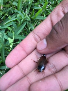 Pycnoscelus surinamensis3 by Susana Margarita Larios Bayardo. Used under a CC BY 4.0 license.