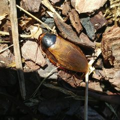 Pycnoscelus surinamensis5 by Ryan Watson. Used under a CC BY 4.0 license.