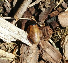 Pycnoscelus surinamensis6 by Ryan Watson. Used under a CC BY 4.0 license.