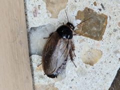 Pycnoscelus surinamensis as pest by FreeMediaKid!. Used under a CC BY 4.0 license.