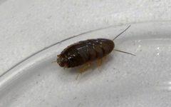 Pycnoscelus surinamensis nymph by Piterkeo. Used under a CC BY-SA 4.0 license.
