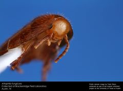 Attaphila fungicola by Insects Unlocked
. Used under a CC0 license.