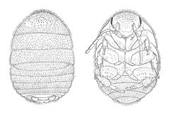 Attaphila fungicola female by William Morton Wheeler (1865–1937). Used under a Public domain license.