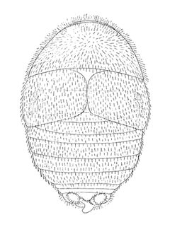 Attaphila fungicola male by William Morton Wheeler (1865–1937). Used under a Public domain license.