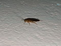Asian Cockroach by Nativeplants garden. Used under a CC BY-SA 4.0 license.