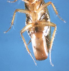 Blatella germanica cdc by wikipedia. Used under a Public domain license.