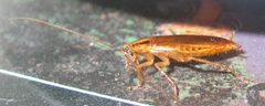 Blattella Kackerlacka Cockroach by Baltazaren. Used under a Public domain license.