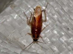 Ischnoptera bilunata by Shannon. Used under a CC BY 4.0 license.