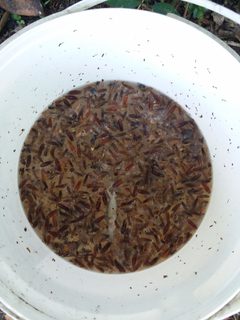 Ischnoptera bilunata 216325416 by Nonbinary-Naturalist. Used under a CC0 license.