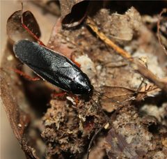 Ischnoptera-deropeltiformis-adult-male-Granville-County-NC by Happy1892. Used under a CC BY-SA 4.0 license.