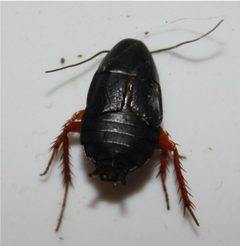 Ischnoptera deropeltiformis adult female NC crop by Happy1892. Used under a CC BY-SA 4.0 license.