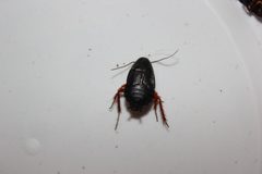 Ischnoptera deropeltiformis adult female from North Carolina by Happy1892. Used under a CC BY-SA 4.0 license.