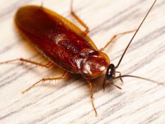 Parcoblatta americana western wood cockroach Kern 2016-06-01 by Junkyardsparkle. Used under a CC0 license.