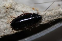 Adult female Parcoblatta bolliana NC by Happy1892. Used under a CC BY-SA 3.0 license.