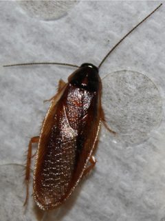 Adult male Parcoblatta bolliana by Happy1892. Used under a CC BY-SA 3.0 license.