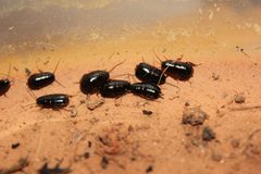 Parcoblatta bolliana nymphs by Happy1892. Used under a CC BY-SA 3.0 license.