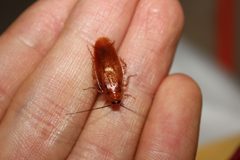 Adult male Parcoblatta caudelli by Happy1892. Used under a CC BY-SA 3.0 license.