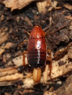 Adult female Parcoblatta fulvescens laying ootheca by Happy1892. Used under a CC BY-SA 4.0 license.