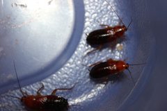 Female Parcoblatta roaches by Happy1892. Used under a CC BY-SA 3.0 license.