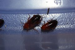 Parcoblatta adult females. Possibly P. caudelli or P. fulvescens from North Carolina by Happy1892. Used under a CC BY-SA 3.0 license.