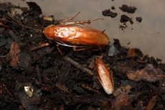 Parcoblatta lata and Parcoblatta virginica adult males comparison NC by Happy1892. Used under a CC BY-SA 4.0 license.