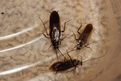 Parcoblatta divisa and Parcoblatta pennsylvanica adult males NC by Happy1892. Used under a CC BY-SA 4.0 license.