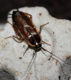 Parcoblatta pennsylvanica adult female North Carolina by Happy1892. Used under a CC BY-SA 4.0 license.