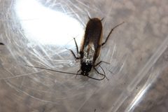Parcoblatta pennsylvanica adult male North Carolina by Happy1892. Used under a CC BY-SA 4.0 license.