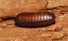 Parcoblatta pennsylvanica ootheca North Carolina top view by Happy1892. Used under a CC BY-SA 4.0 license.