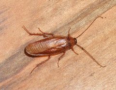Parcoblatta virginica 5369901 by Whitney Cranshaw, Colorado State University. Used under a CC BY 3.0 us license.