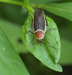 Pseudomops septentrionalis P1080489a by 
xpda. Used under a CC BY-SA 4.0 license.