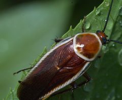 Pseudomops septentrionalis P1200923a by 
xpda. Used under a CC BY-SA 4.0 license.