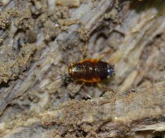 Pseudomops septentrionalis Tennessee 061415 by Sesamehoneytart. Used under a CC BY-SA 4.0 license.