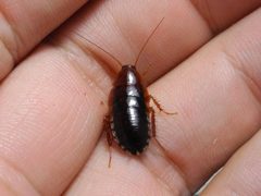 Symploce morsei by iNaturalist user: lucanus95. Used under a CC0 license.