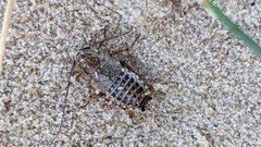 Capraiellus panzeri 215669175 by Michel Langeveld. Used under a CC BY-SA 4.0 license.