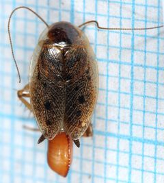 Ectobius lapponicus-f by Magne Flåten. Used under a CC BY-SA 3.0 license.